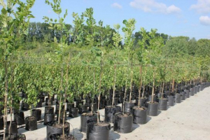 Saplings: jak kupić naprawdę dobre drzewo owocowe?